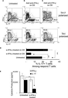 Bidirectional Effect of IFN-γ on Th17 Responses in Experimental Autoimmune Uveitis